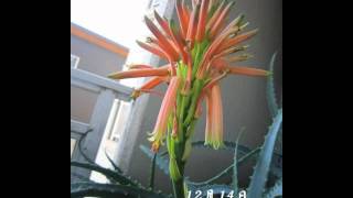 アロエの花の開花 Youtube