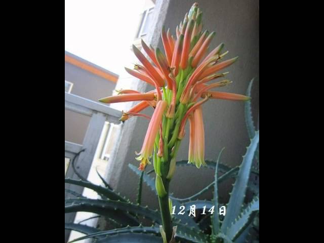 アロエの花の開花 Youtube