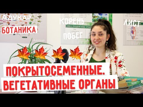 Покрытосеменные. Вегетативные органы растений. Корень, побег, лист | Биология ЦТ, ЕГЭ