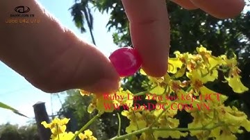 [Hàng Độc] Ruby sao kép Lục Yên 100% tự nhiên 14CT