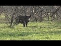 Michelle Calling A Big Boar 3-29-19