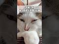 こんなお顔になる猫ちゃん、いる?😂
