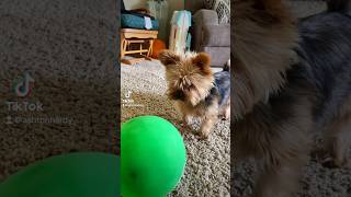 The balloon was a paid actor  #puppy #yorkie #balloon