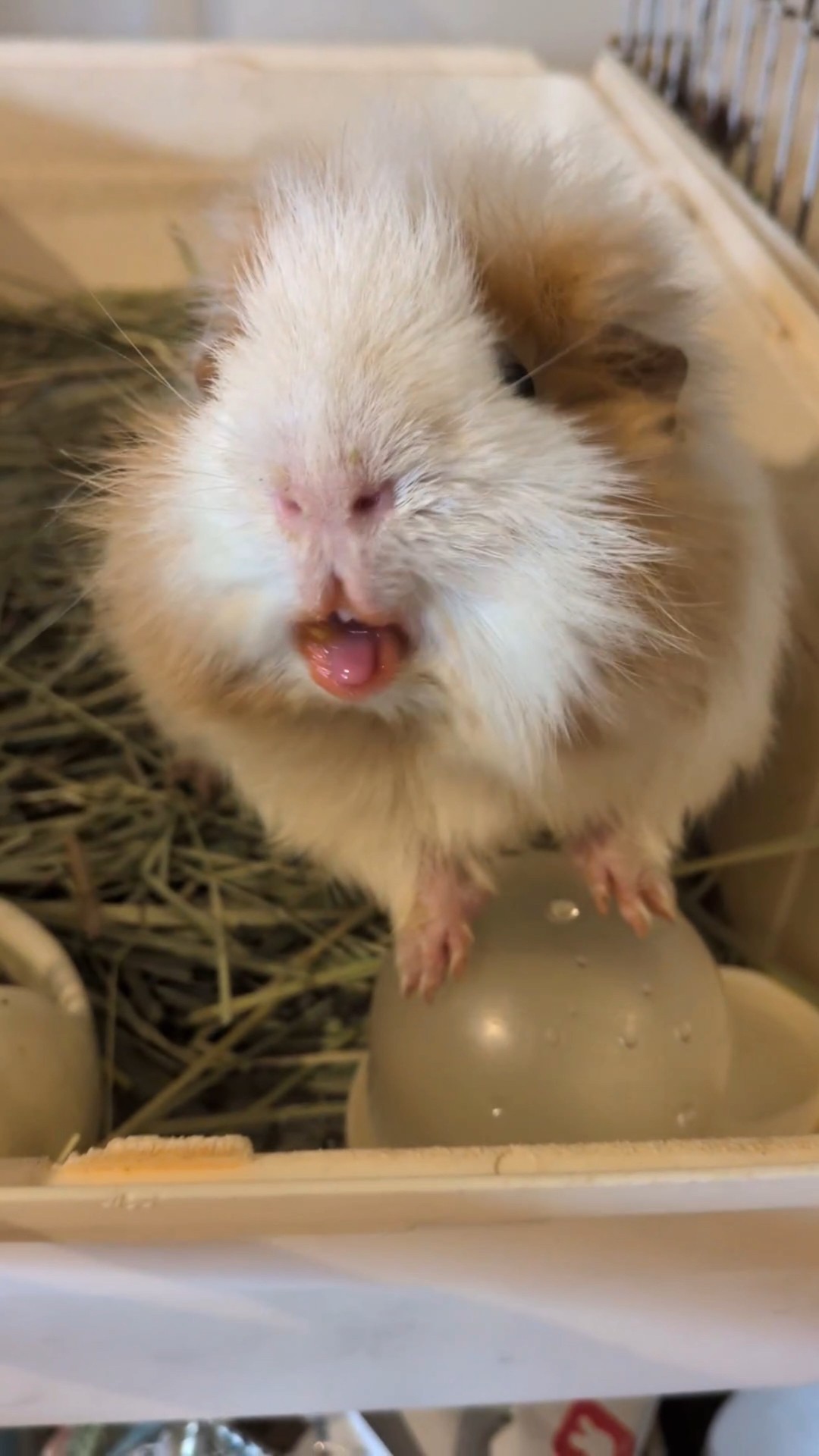 モルモットの家族 もるもるも - YouTube