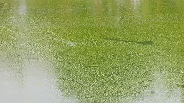 Lure cá lóc bằng mồi giả| gặp được Hugo