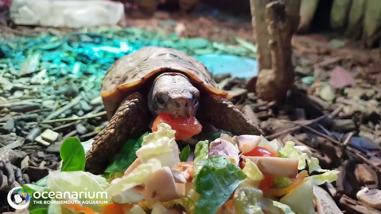 Hingeback Tortoise Feeding Time