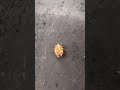 てんとうむし