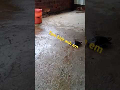 Video Chú rùa con,tạm biệt người anh em #shorts #trending - youtube