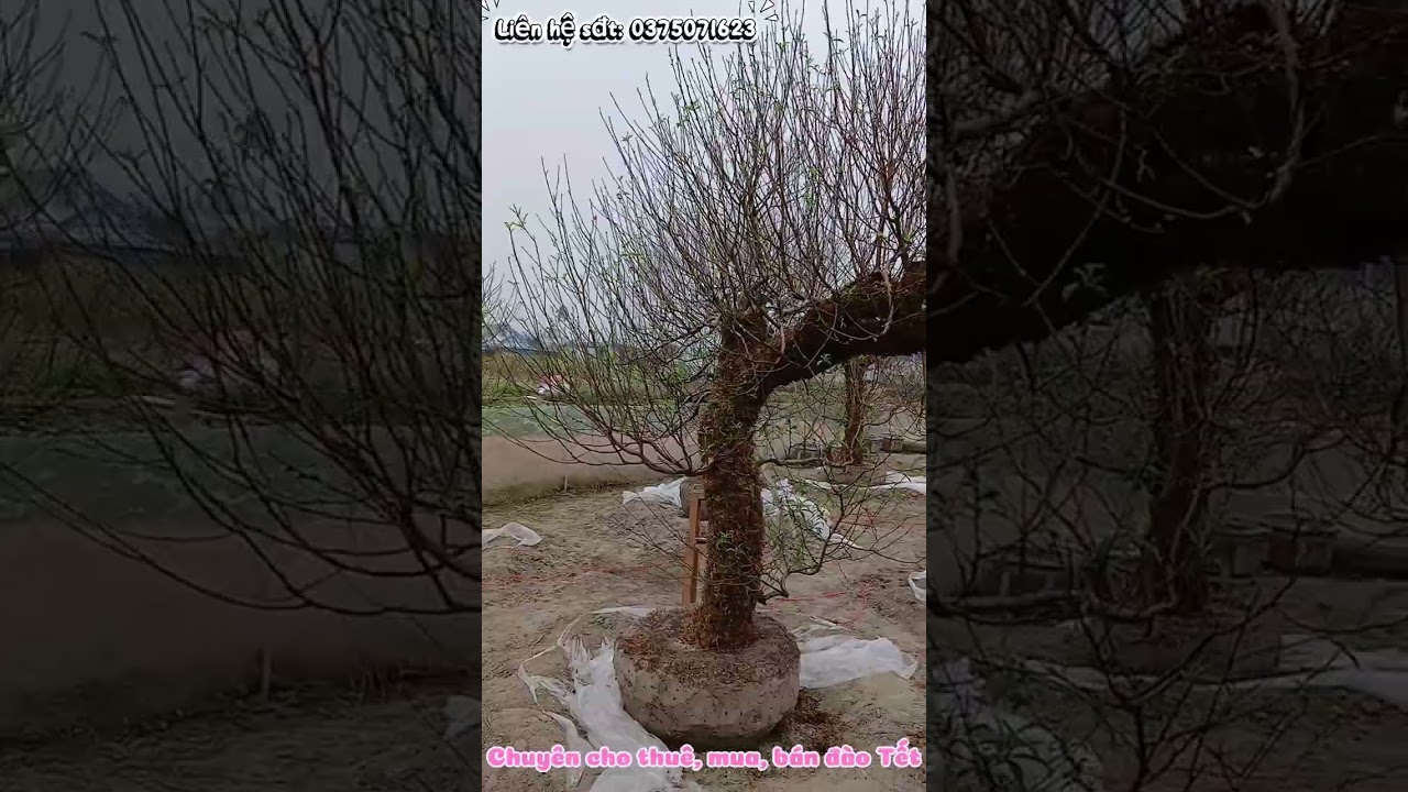 Vườn Đào Tết siêu khủng tại Thái Nguyên. Đào Tết 2026 🌸🌸🌸