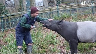 The World's Oldest Malayan Tapir Celebrates His 41st Birthday Resimi