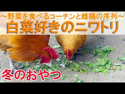 白菜好きのニワトリ～自家栽培の野菜を食べる名古屋コーチンと雌鶏の序列～