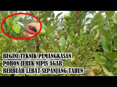 Video: Pelajari Cara Memangkas Pohon Jeruk Nipis