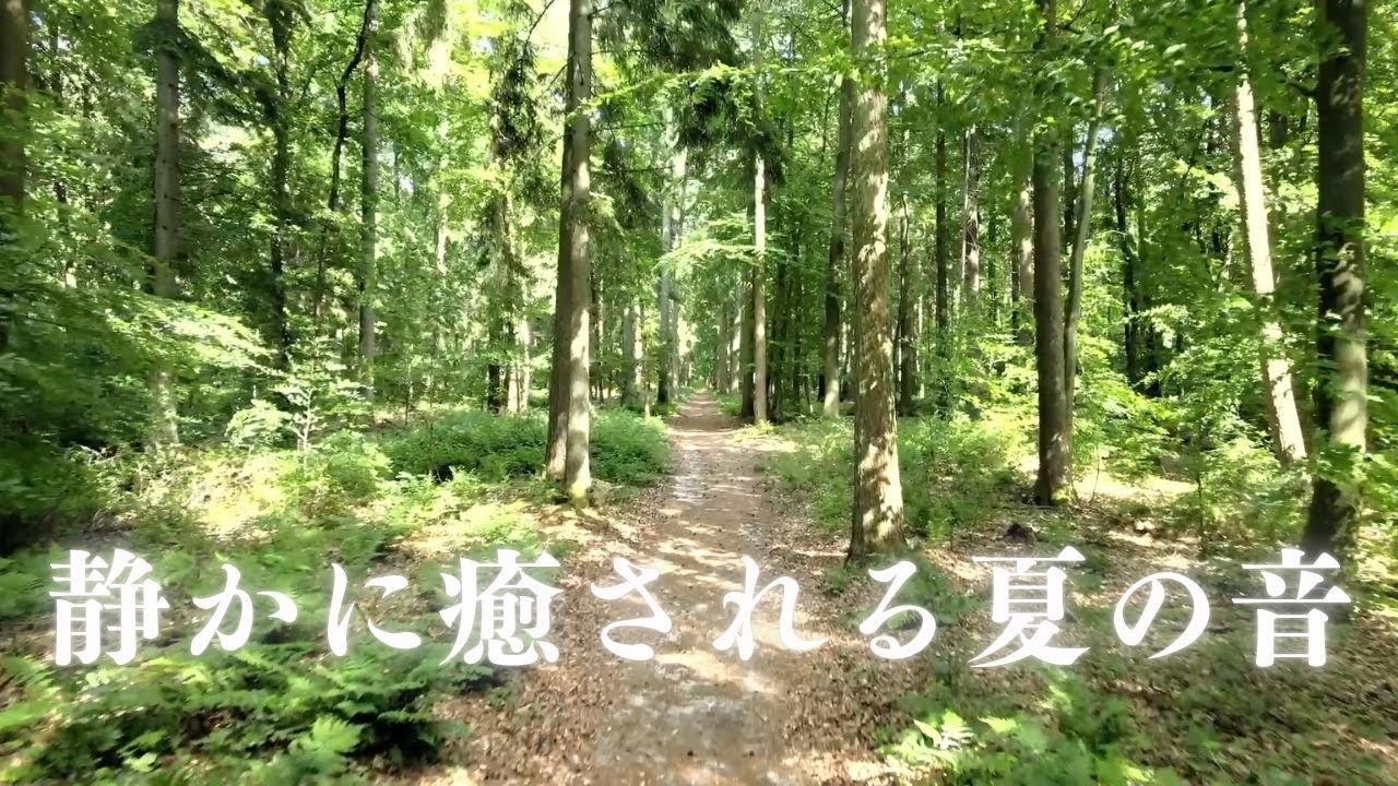 【頭を空っぽにする音】夏の森で聴く、蝉と鳥の癒しのハーモニー・日本の夏、森の音。癒される自然BGM