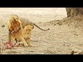 Lioness flirts with male just to steal his food