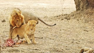 Lioness Flirts With Male Just To Steal His Food