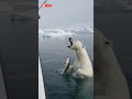 Polar Bear Steals Fisherman’s Catch… Shocking Moment! 😱🐻‍❄️🐟