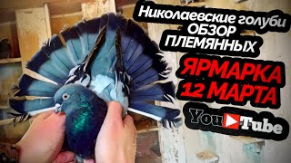 Николаевские голуби. Обзор племенных. Ярмарка в Самаре 12 марта 2023