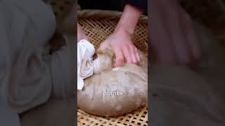 The forgotten Root That Saved Us