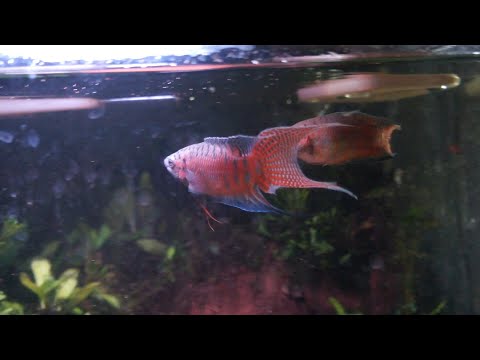 Video: Allevamento Paradise Fish