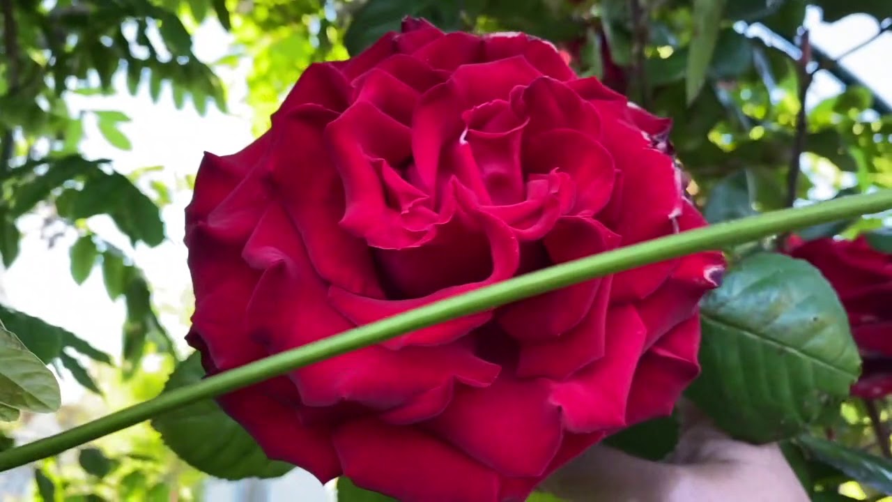 Salam Kenal Dari Inggris