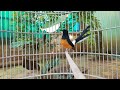 Auto Bisa Gacor Dan Ngeplong Dalam Waktu Singkat Dengan Murai Batu Ini Mp3 - Mp4 Download