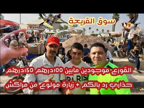 سوق القريعة 31جوييي 2022 القورع موجودين مابين 100درهم 150درهم رد بالكم زيارة مولوع من مراكش