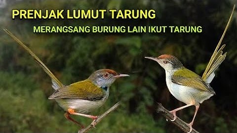 PRENJAK LUMUT TARUNG. SUARA PRENJAK LUMUT TARUNG