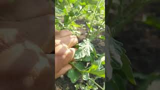 Формирование томатов 4 #томаты #пасынки