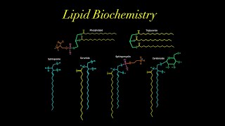 Lipid Biochemistry (EVERYTHING YOU NEED TO KNOW MCAT) glycerol, phospholipid, sphingosine, ceramide