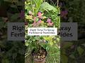Spray fertilizer and pesticides at the right time to prevent damage and stress to your plants.🌱🐝