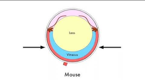 Evisceration of Mouse Vitreous and Retina for Proteomic Analyses | Protocol Preview