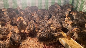 #64 Cút giống 10 ngày tuổi | cút thả vườn