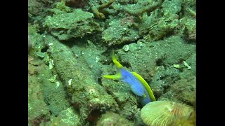 Scuba Diving Lembeh Strait