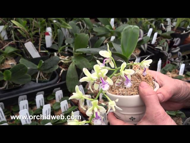 OrchidWeb - Sedirea japonica class=