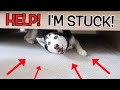 Fat siberian husky gets stuck under a bed try not to laugh