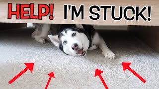 Fat Siberian Husky GETS STUCK UNDER A BED!!! (Try Not To Laugh)