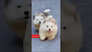 Alaskan Malamute #dogfunnyshorts #alaskanmalamute #puppydog #cutedog #playingpuppy