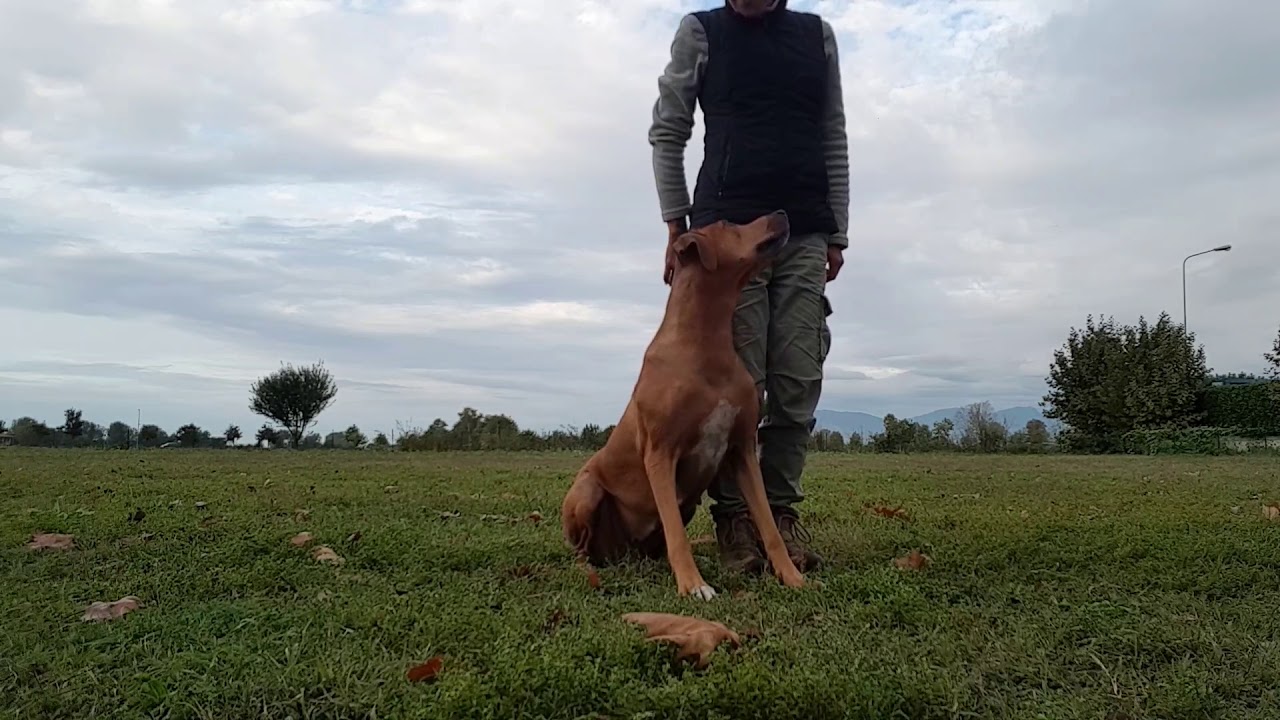 Rhodesian Ridgeback obedience and show training - YouTube