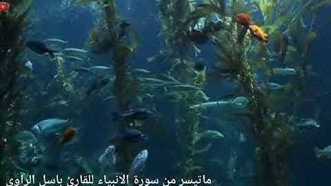 القارى  باسل الراوي  ماتيسر من سورة الأنبياء