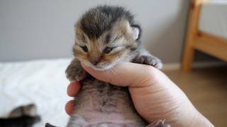 Two of Lilis kittens eyes have opened a bit