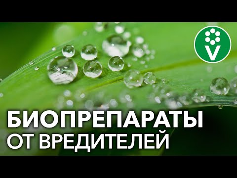 БЕЗОПАСНЫЙ способ защиты от насекомых-вредителей