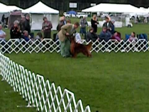 Irish Setter "Clooney" in Group ring 8-29-10 Samma...