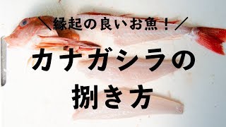 カナガシラの捌き方 金頭とも呼ばれる縁起のいいお魚 Youtube