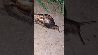 EPIC Giant SnailEncounter!?#shorts #snail #bigsnail #bug #snails #larry #nasty #animal #samuk #wow
