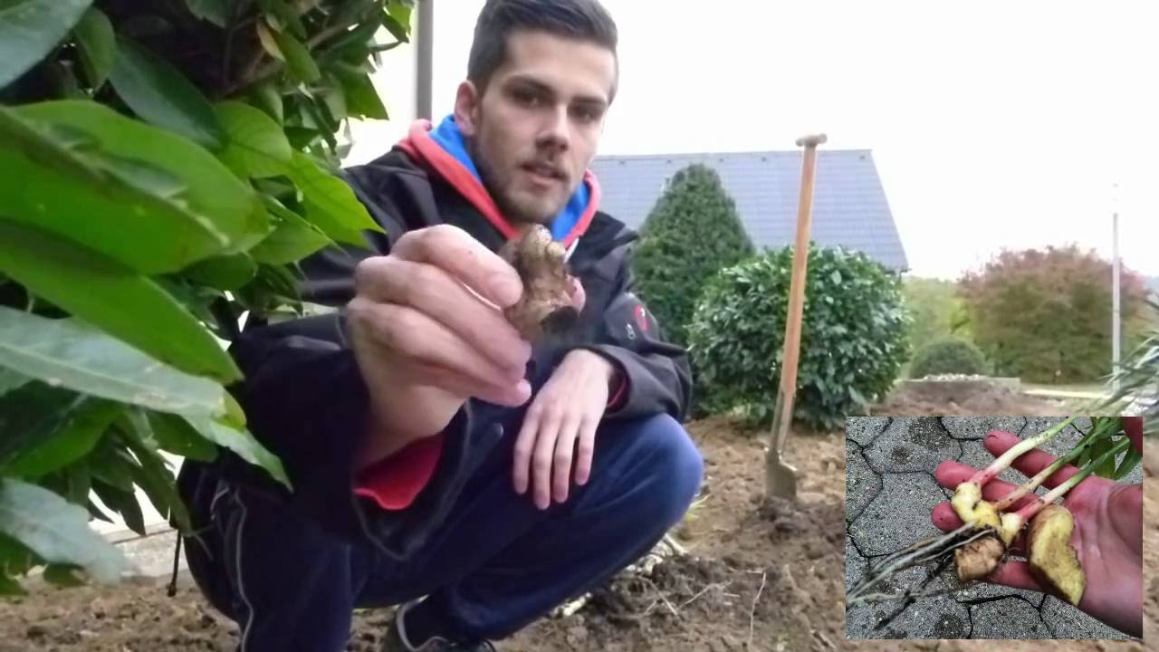 Ingwer Erfolgreich Anbauen 2 Ingwer Pflegen Ernten