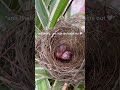“little things make life beautiful”#birdnest #cozygarden #peacefulmoments #tinyjoys #healingcontent