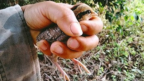 me nyuam qaib loj 2 lawm/14/2/2025