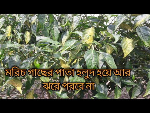 ভিডিও: উপকারের জন্য পাতা ঝরে পড়ে