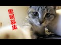 【里親募集】頭を撫でられるとゴロゴロ喉を鳴らして喜ぶソックス姫ですが、まだまだ遊びたいようです・・・【魚くれくれ野良猫製作製作委員会】
