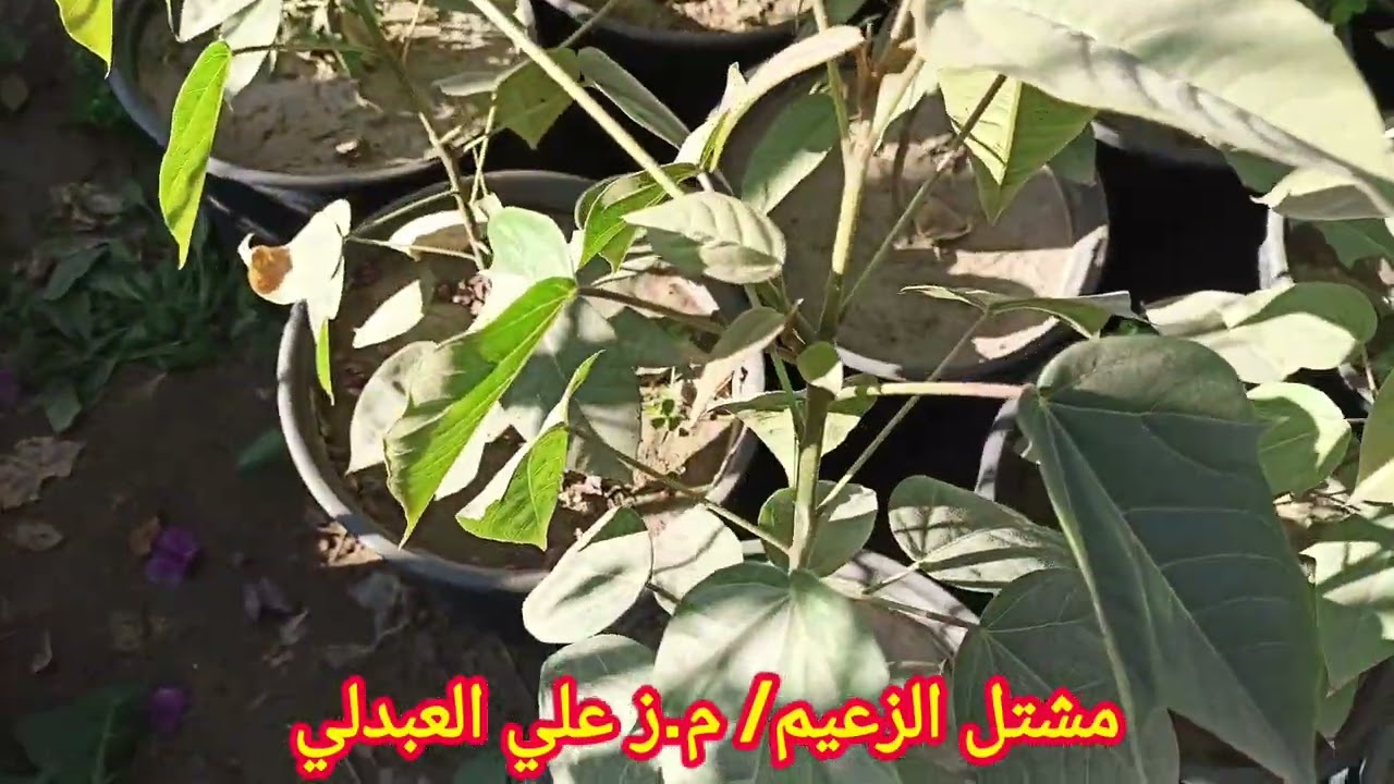 حماية النباتات من خطر الانجماد  #م_ز_علي_العبدلي#مشتل_الزعيم#حملة_تشجير_العراق#من_اجل_عراق_اخضر